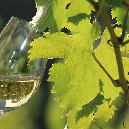 ブリーデルWeingut Rosenbaumアパートメント エクステリア 写真